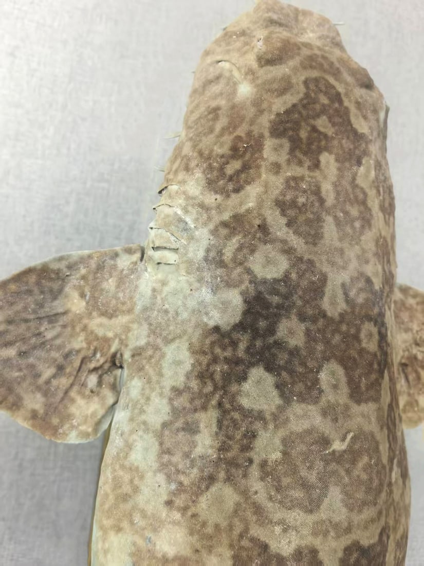 Very Large Rare Orectolobus japonicus Wobbegong Carpet Fish - 7