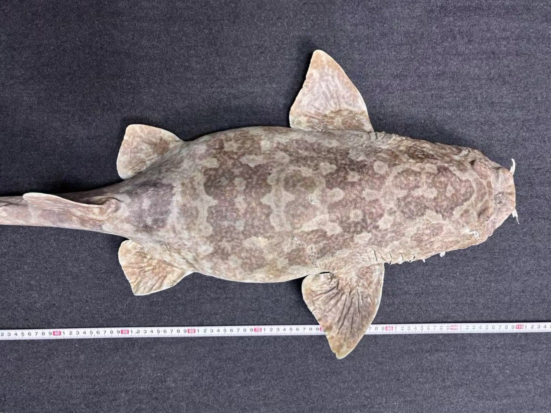 Very Large Rare Orectolobus japonicus Wobbegong Carpet Fish - 8