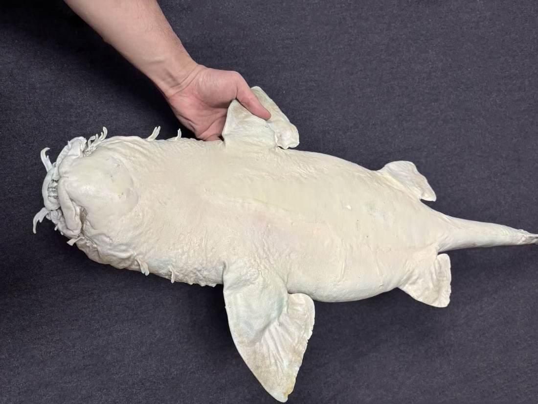 Very Large Rare Orectolobus japonicus Wobbegong Carpet Fish - 9