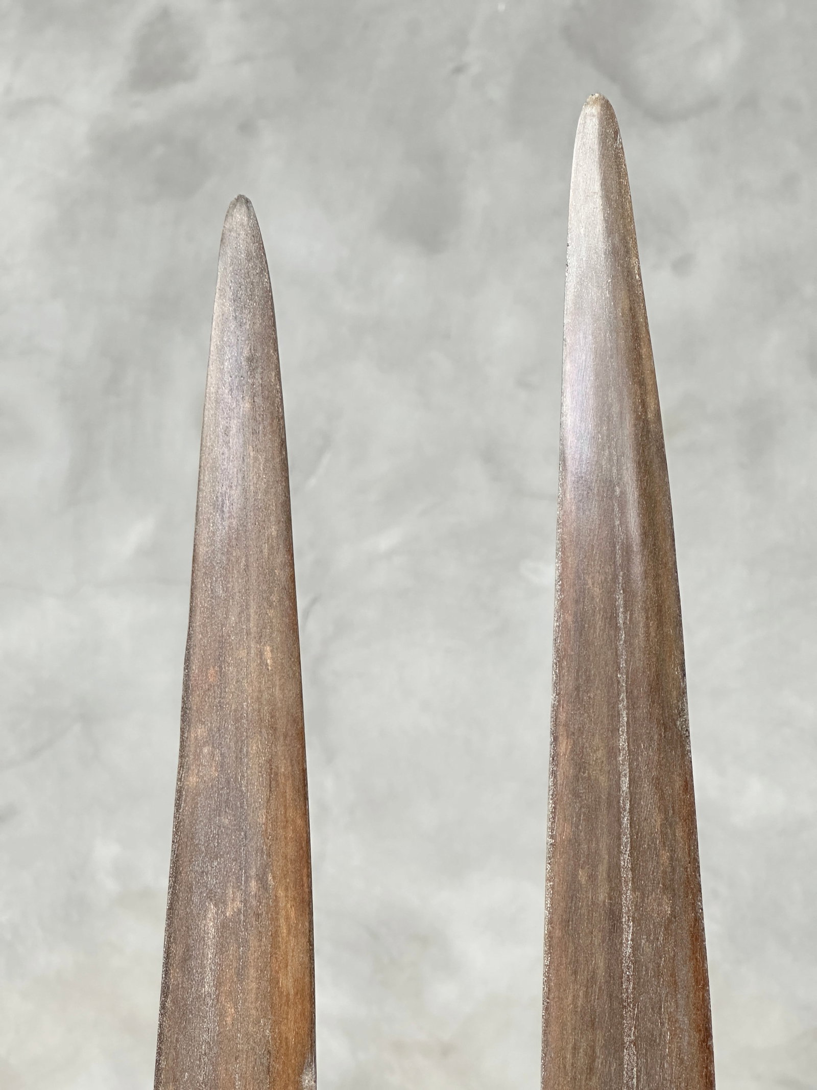 Pair of swordfish tusks with custom stands - 10