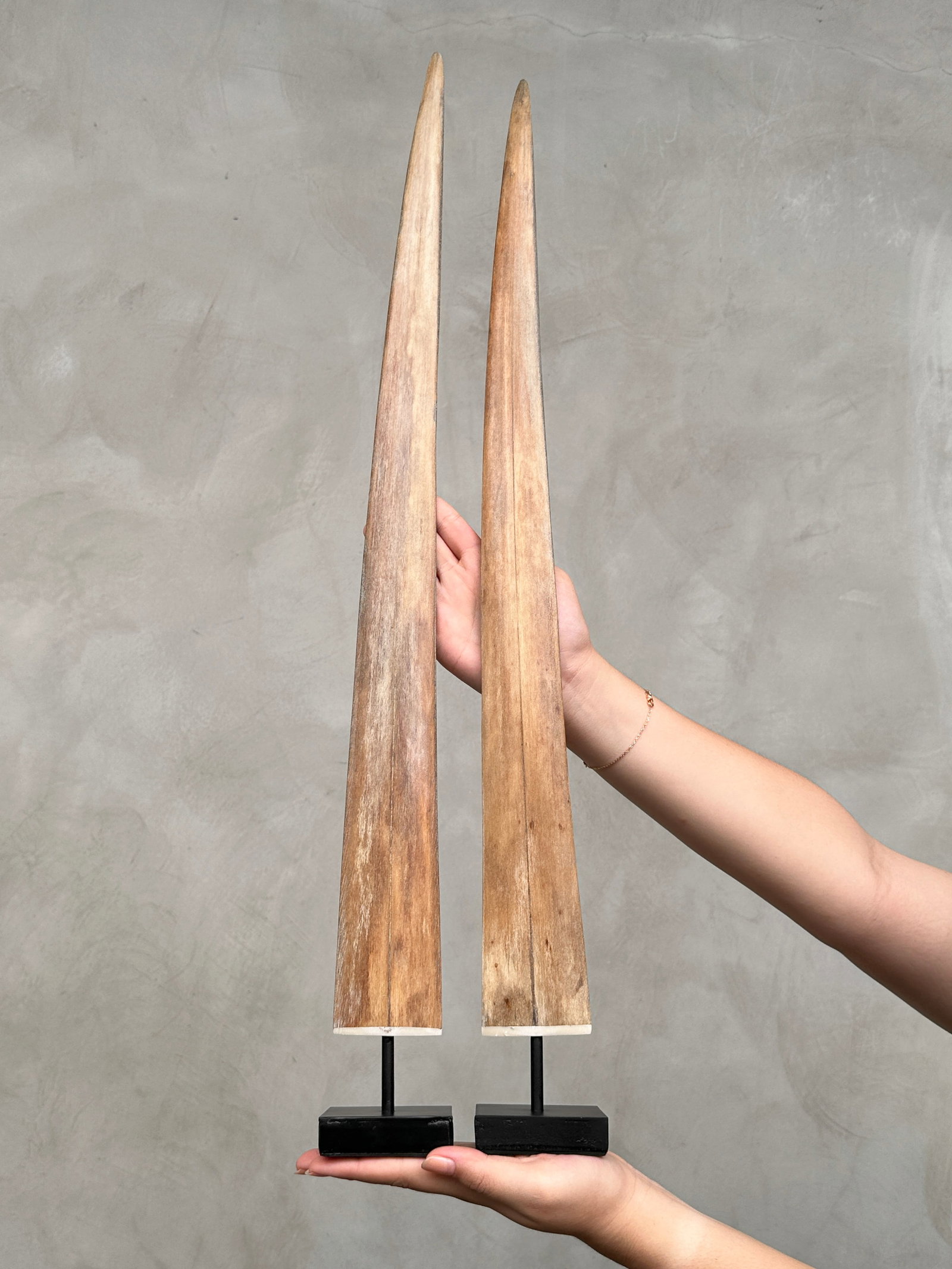 Pair of swordfish tusks with custom stands: Title: Swordfish tusk trio with custom stands Maker:Unknown Origin: Indonesia Date/Period:2026 Materials:Xiphius Gladius, Bone, Steel Dimensions:Height including stand: Tusk 1: 75 cm / 29.5 inches