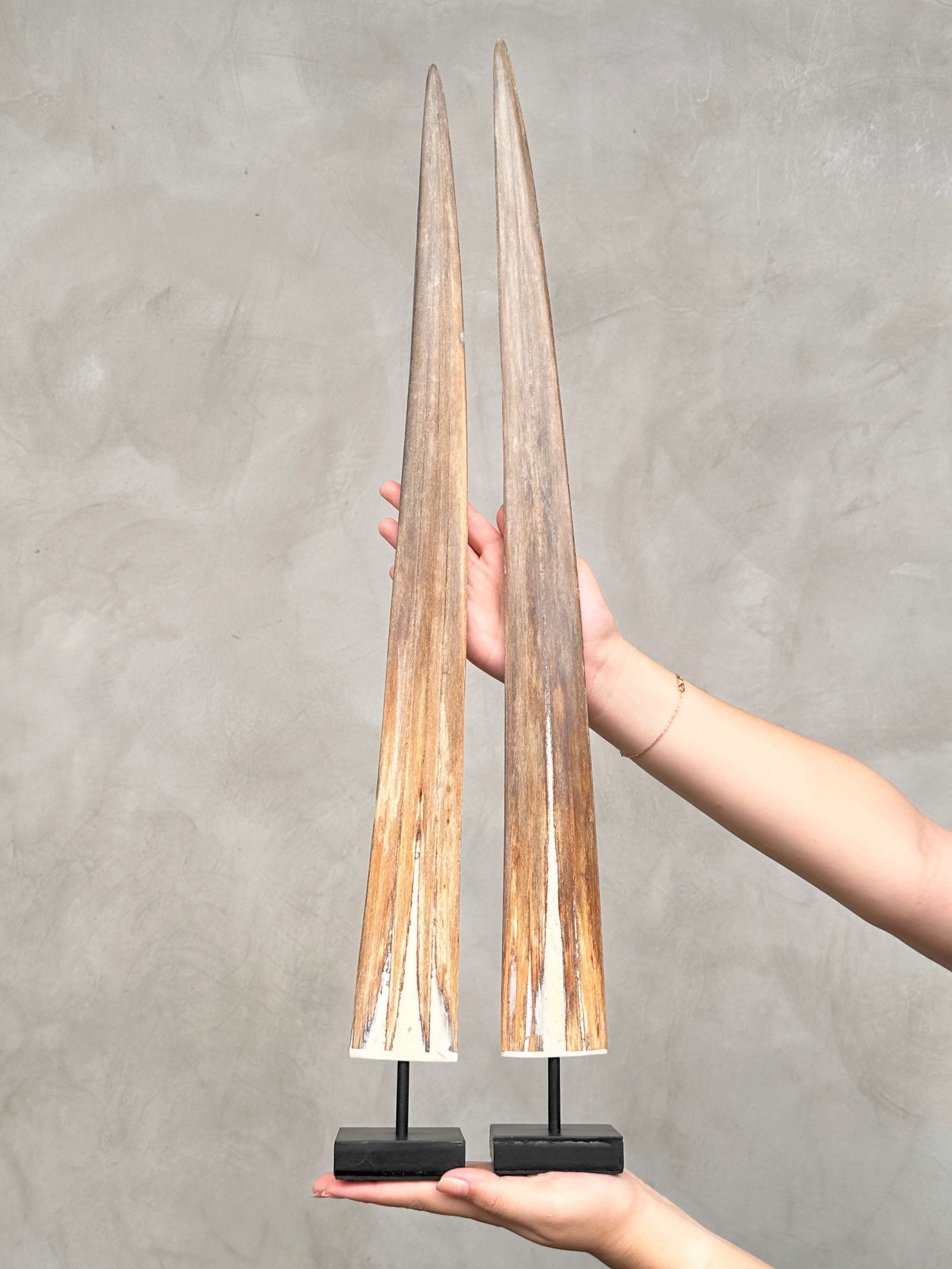 Pair of swordfish tusks with custom stands - 2