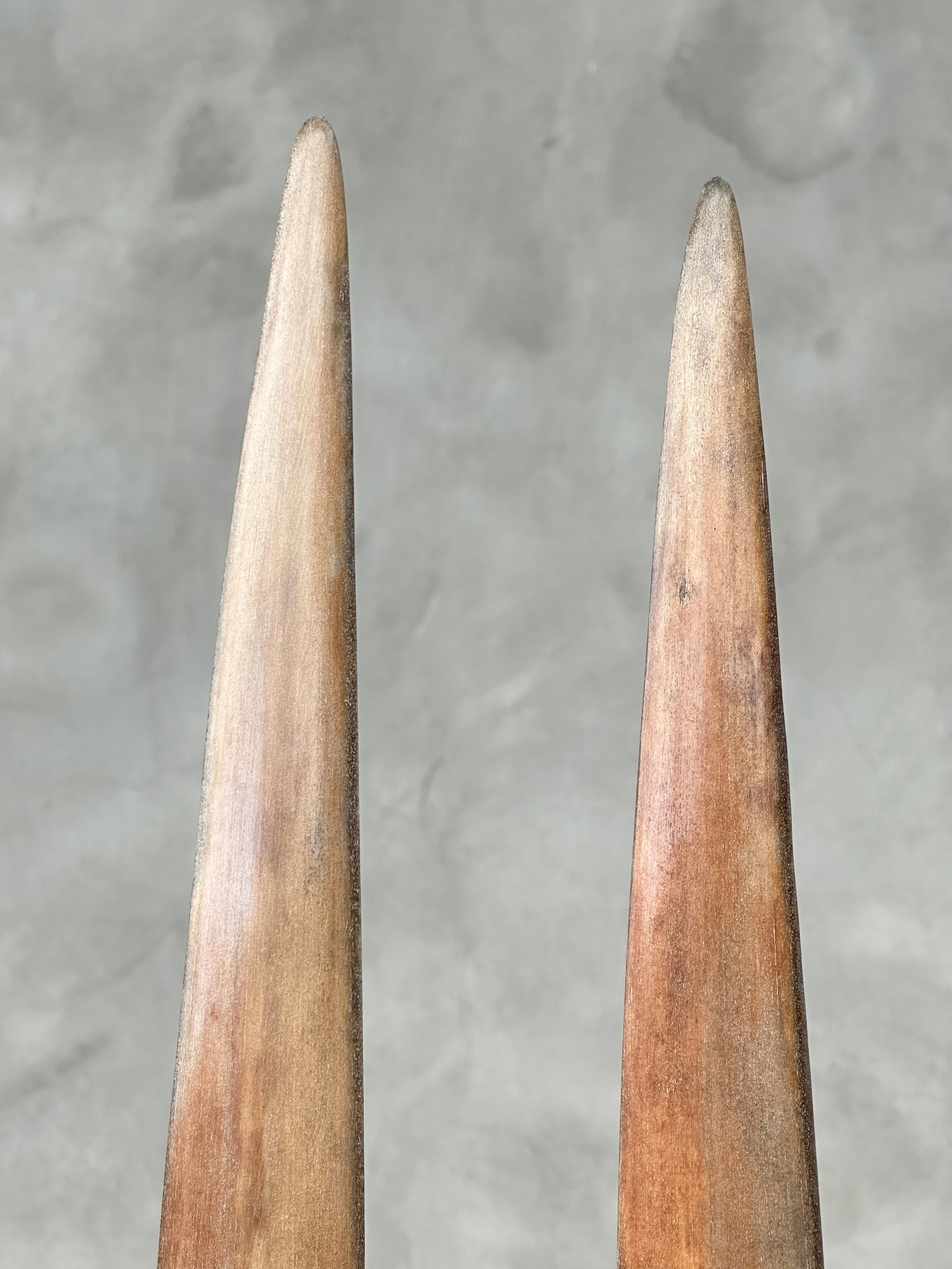 Pair of swordfish tusks with custom stands - 8