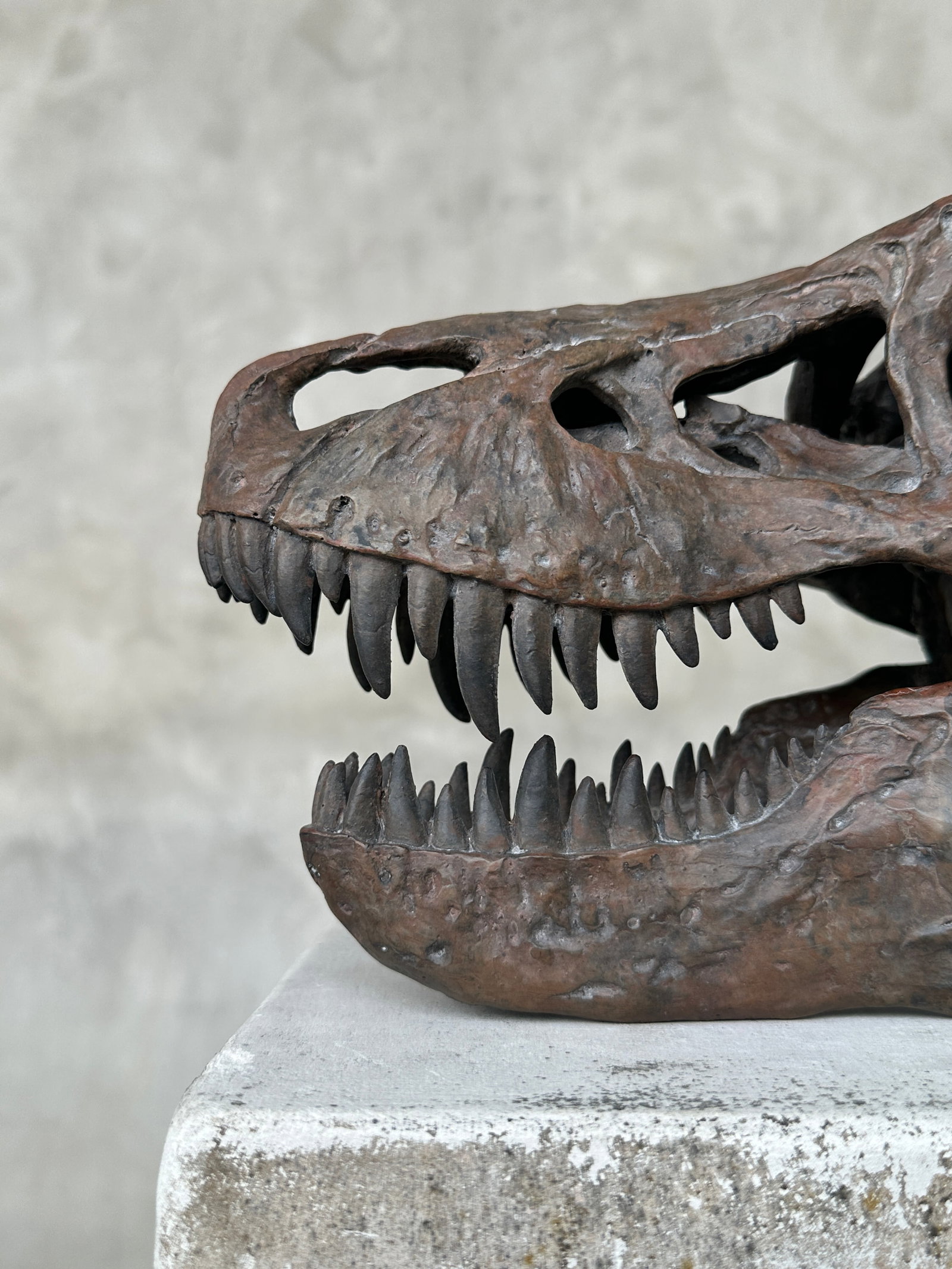 Tyrannosaurus Rex Skull Replica brown - Museum Quality - Taxidermy replica mount - 5