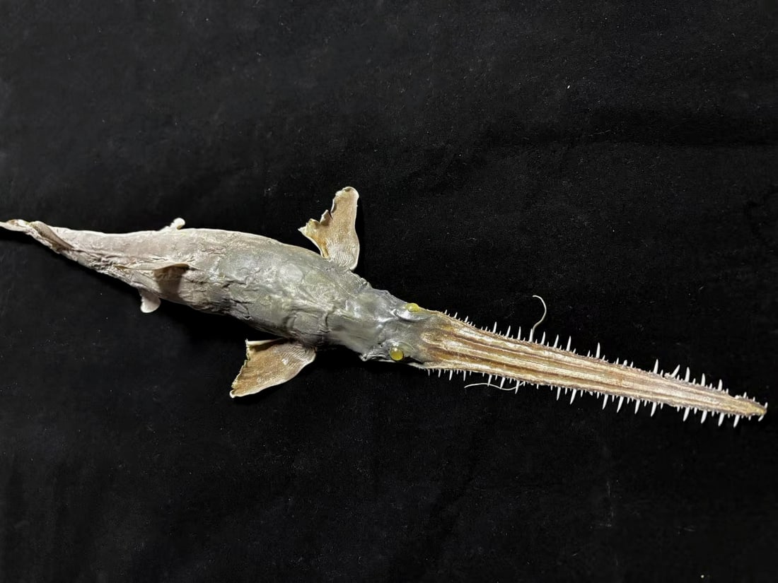 Japanese Saw Shark Pristiophorus cirratus - 2