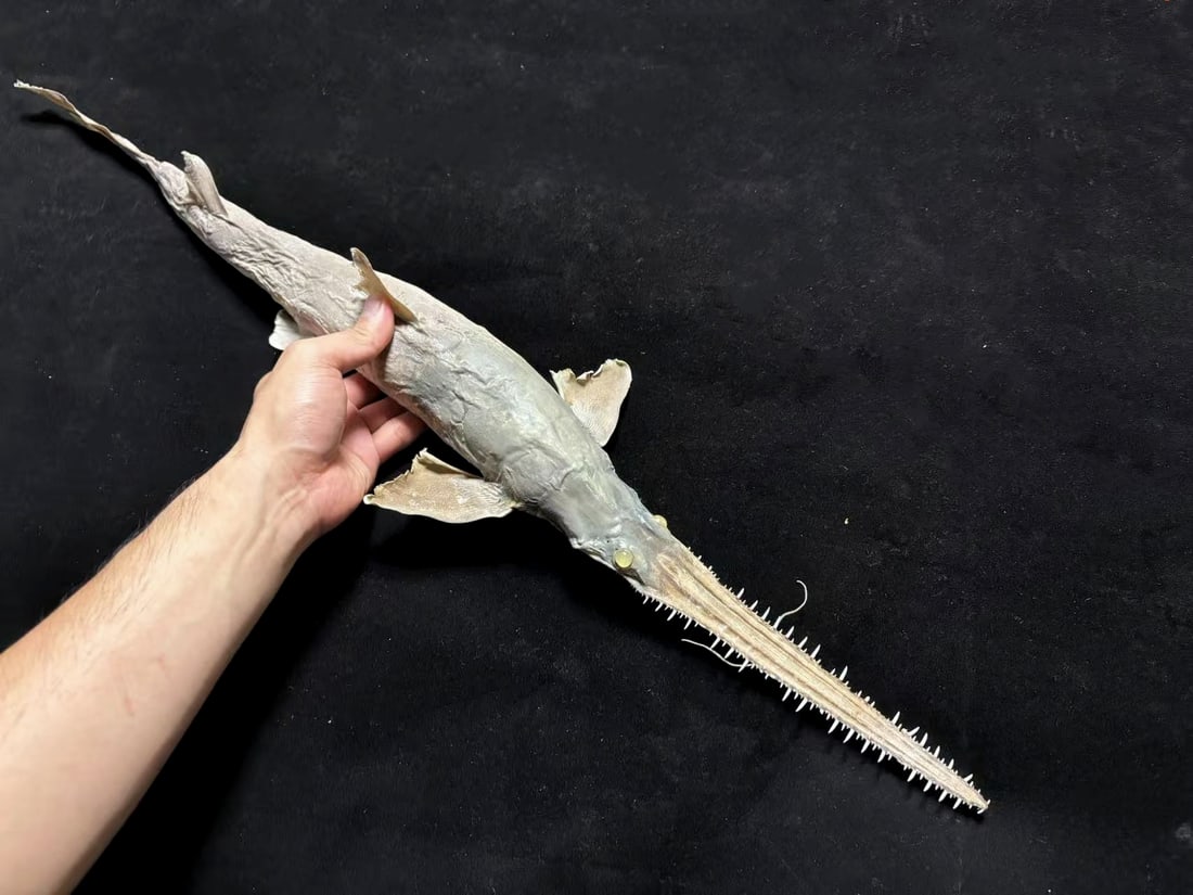 Japanese Saw Shark Pristiophorus cirratus - 3