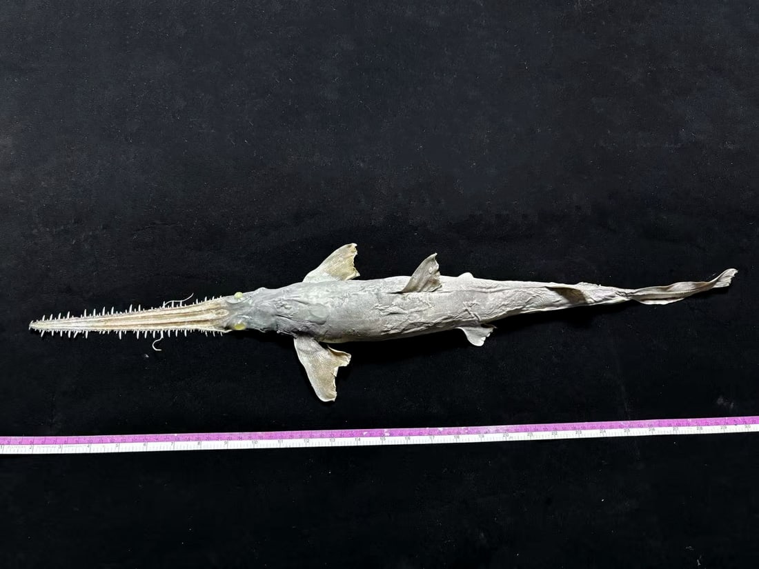 Japanese Saw Shark Pristiophorus cirratus - 4