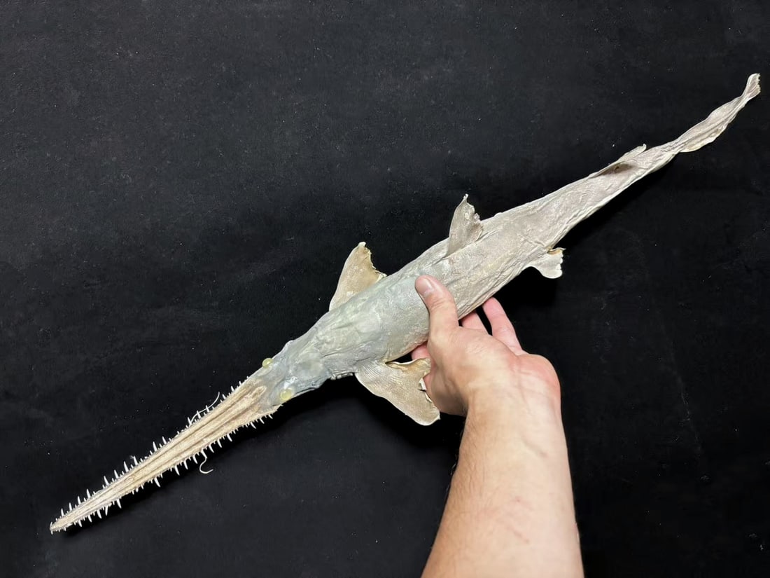 Japanese Saw Shark Pristiophorus cirratus - 5