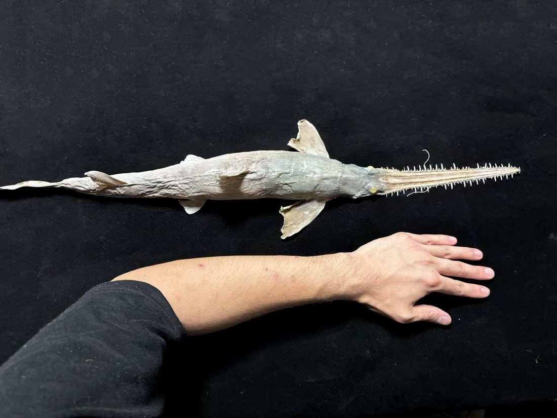 Japanese Saw Shark Pristiophorus cirratus - 6