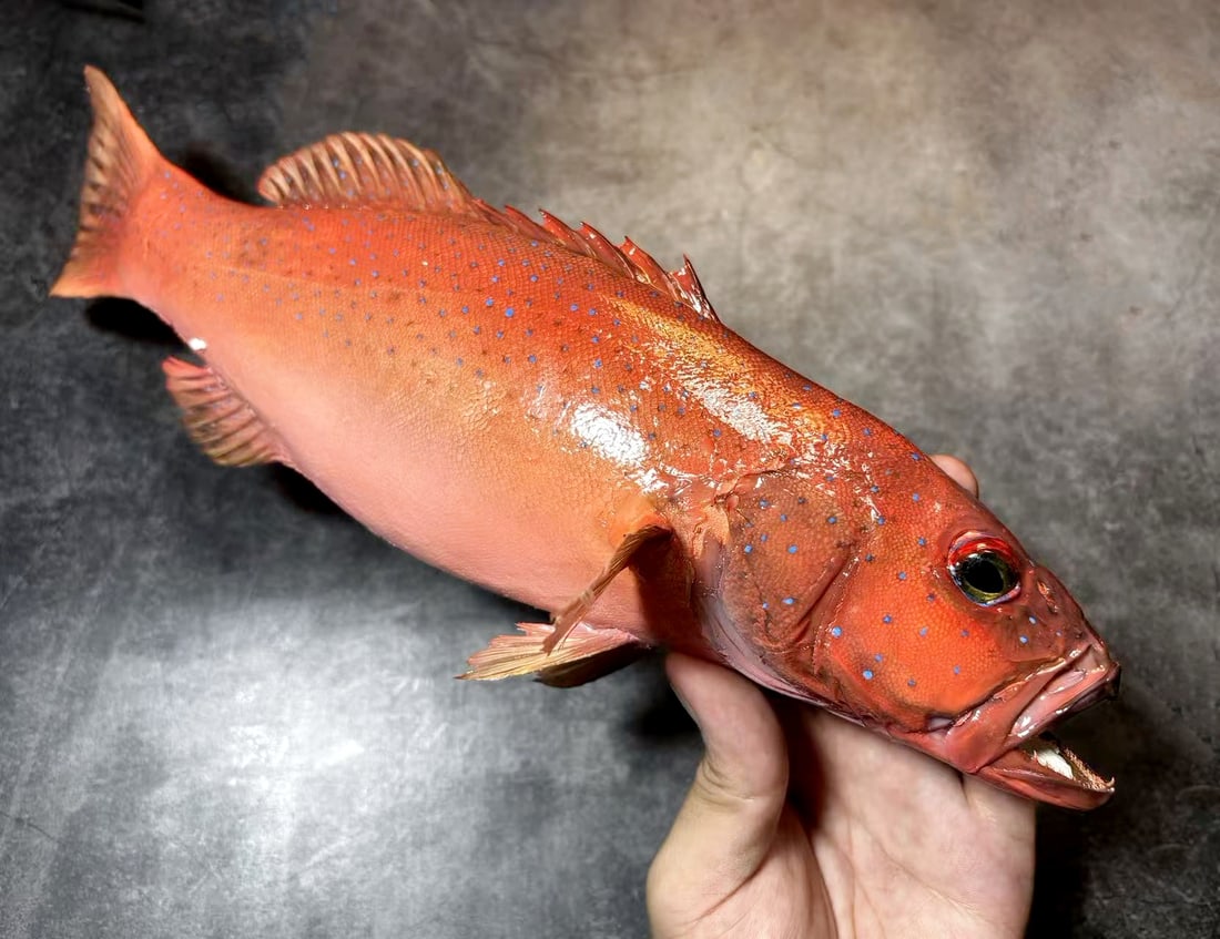 Leopard Coral Grouper Plectropomus leopardus - 2