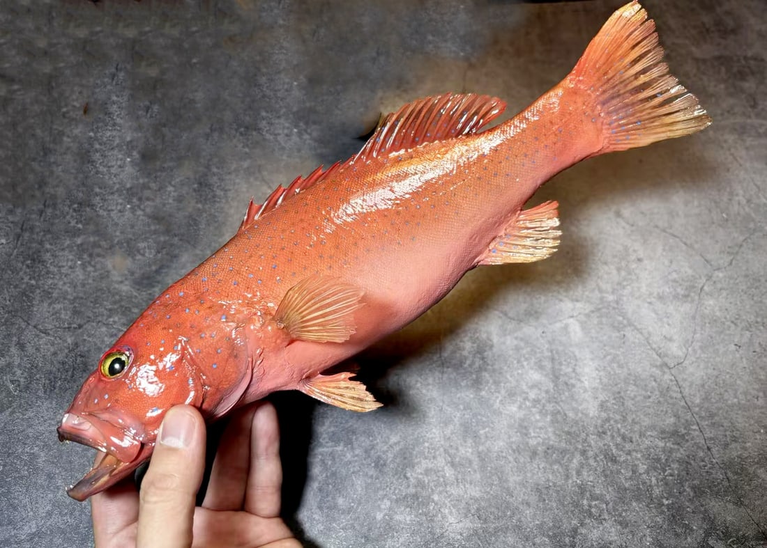 Leopard Coral Grouper Plectropomus leopardus - 4