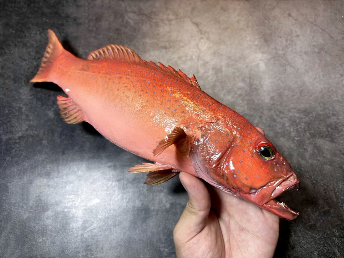 Leopard Coral Grouper Plectropomus leopardus - 6