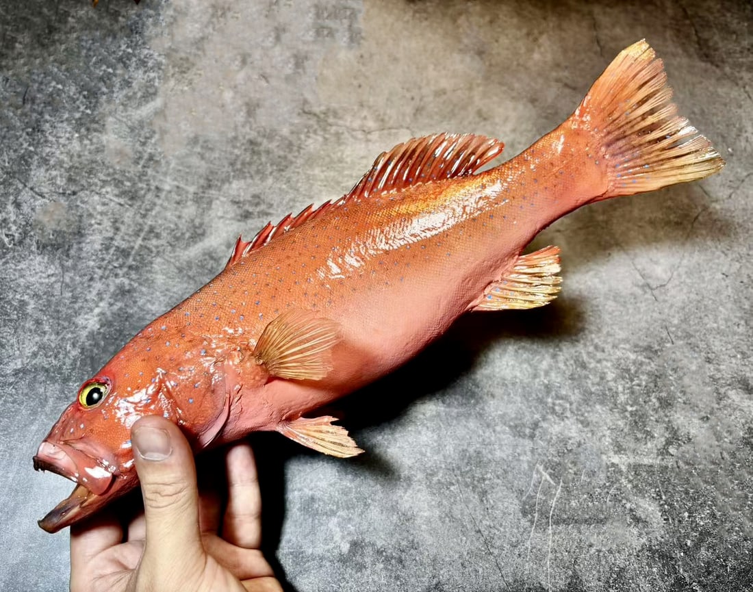 Leopard Coral Grouper Plectropomus leopardus - 8