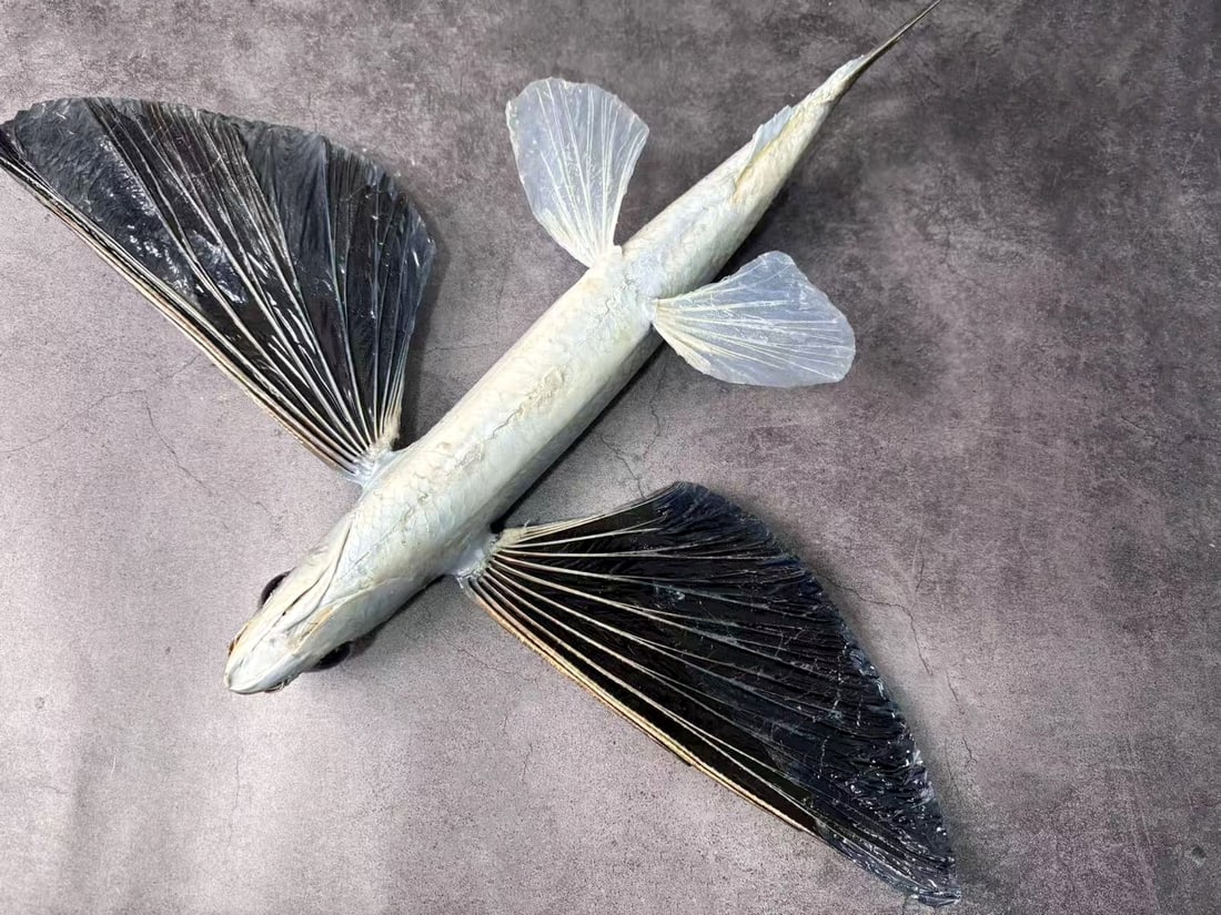 Large Size Repainted 40 cm Flying Fish Exocoetus sp: Title: Large Size Repainted 40 cm Flying Fish Exocoetus sp Description:Flying fish are remarkable marine creatures found in warm oceans globally, known for their unique ability to escape sub-surface
