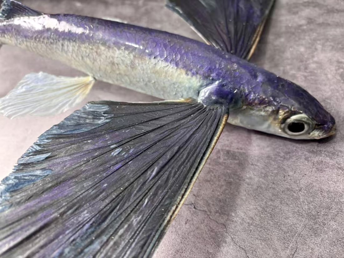 Large Size Repainted 40 cm Flying Fish Exocoetus sp - 2