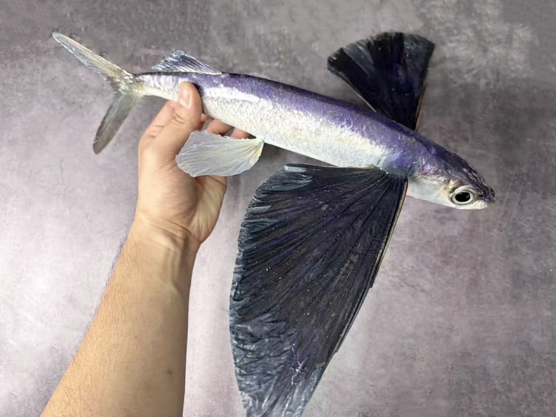 Large Size Repainted 40 cm Flying Fish Exocoetus sp - 3