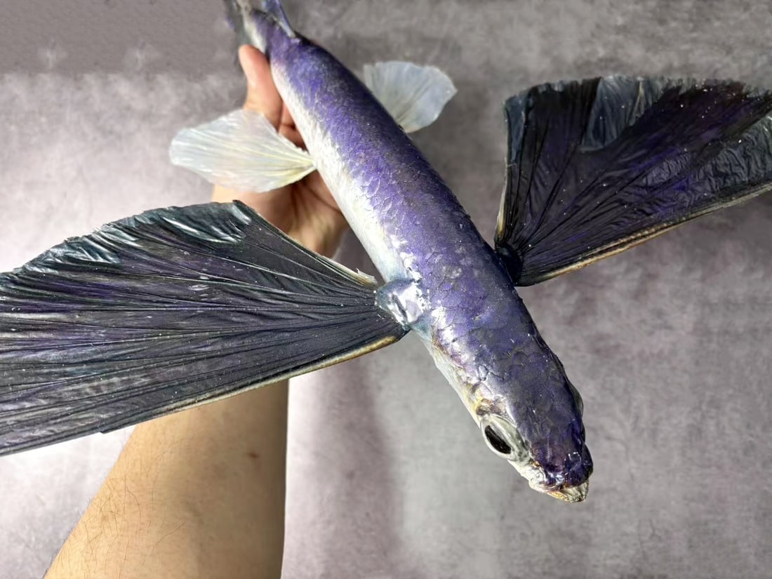 Large Size Repainted 40 cm Flying Fish Exocoetus sp - 4