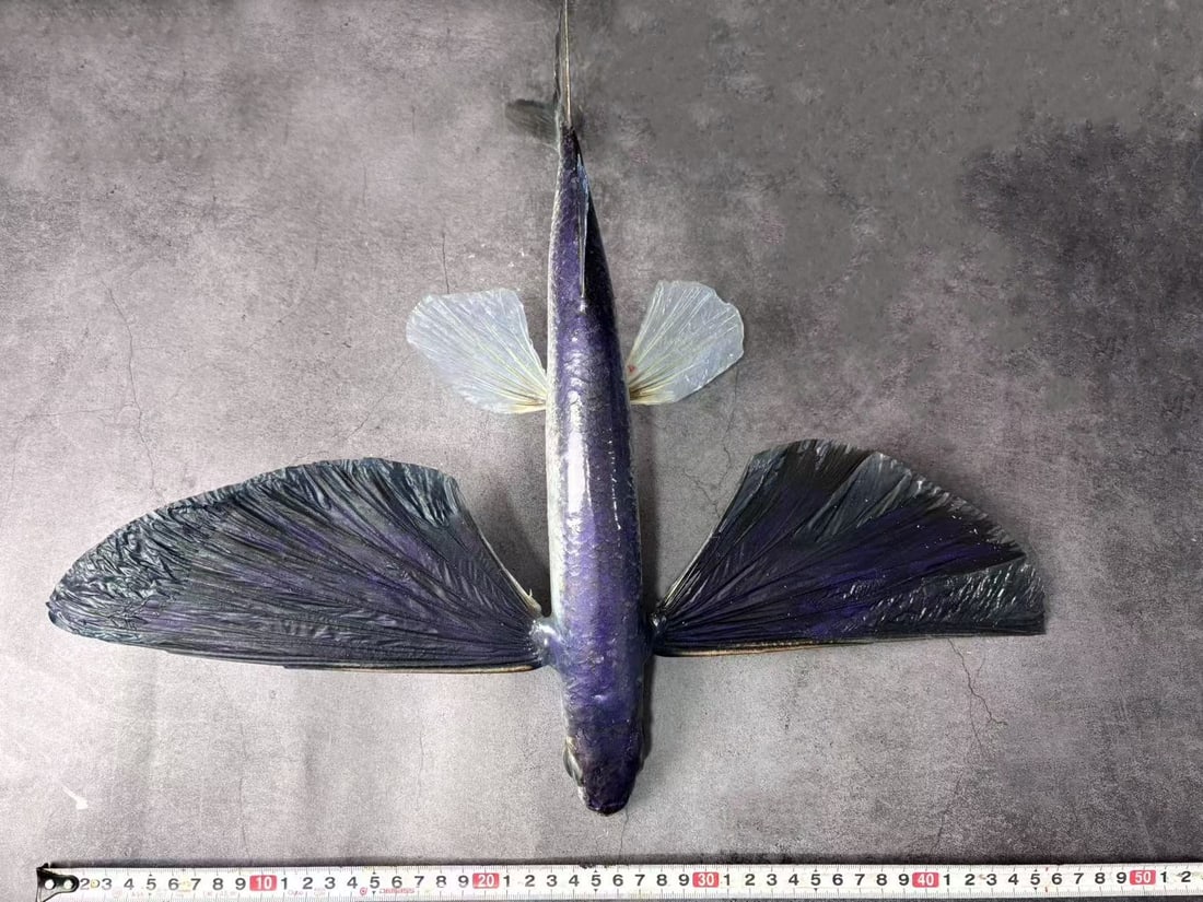 Large Size Repainted 40 cm Flying Fish Exocoetus sp - 5
