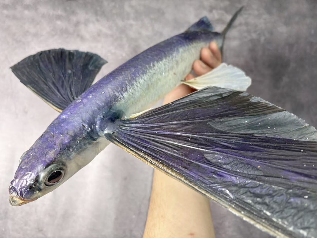 Large Size Repainted 40 cm Flying Fish Exocoetus sp - 6
