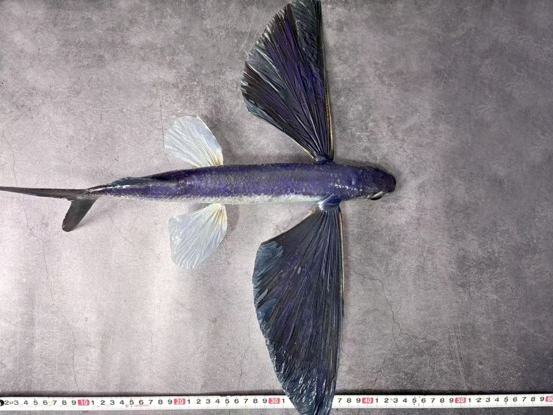 Large Size Repainted 40 cm Flying Fish Exocoetus sp - 7