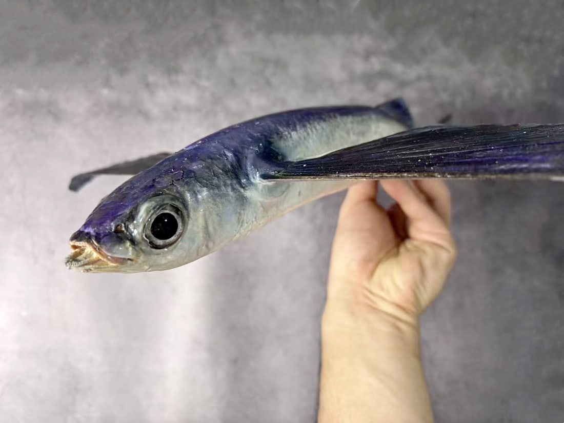 Large Size Repainted 40 cm Flying Fish Exocoetus sp - 8
