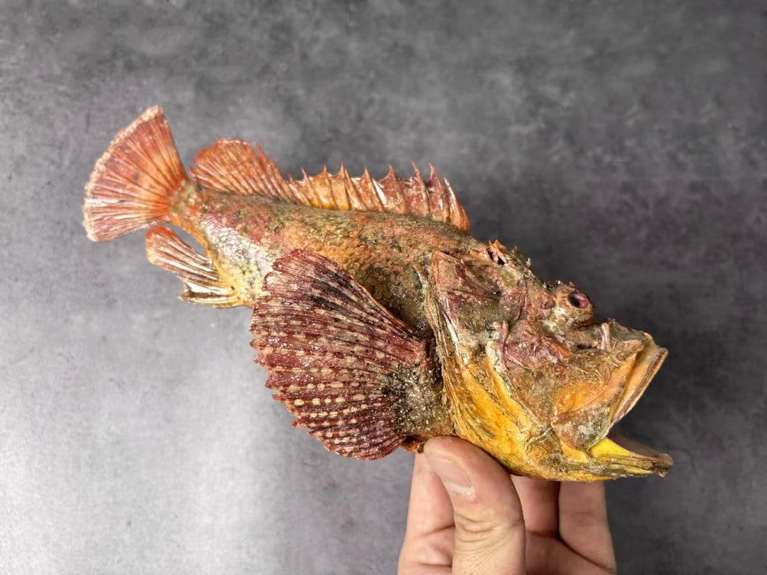 Devil Stinger Fish Inimicus japonicus (1 of 4)