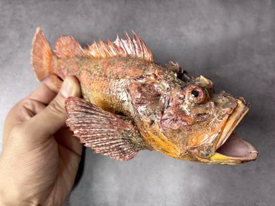Devil Stinger Fish Inimicus japonicus - 2