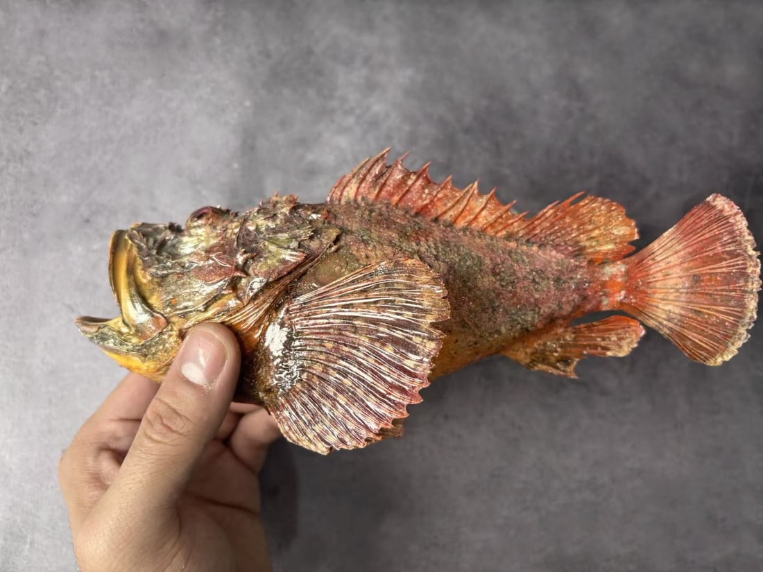 Devil Stinger Fish Inimicus japonicus - 3