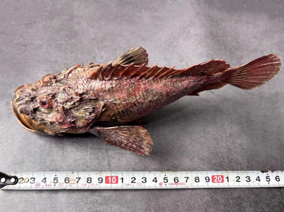 Devil Stinger Fish Inimicus japonicus - 4