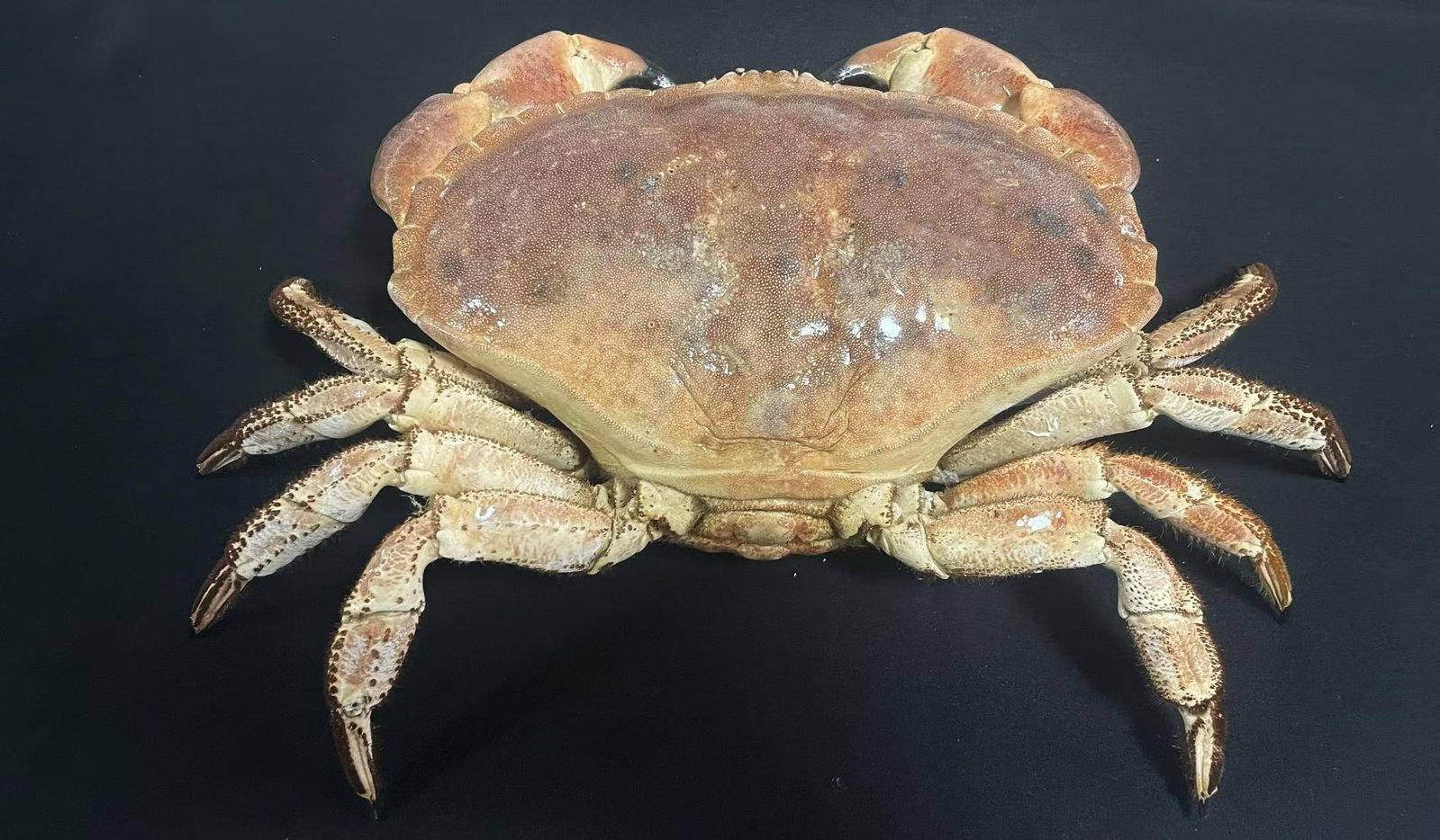 Large Size Cancer Crab Cancer pagurus (1 of 9)