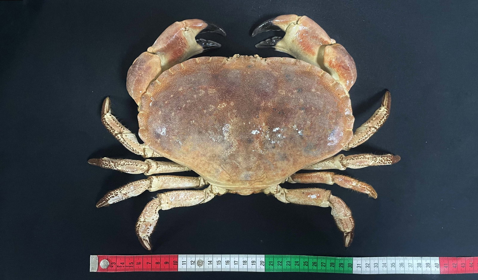 Large Size Cancer Crab Cancer pagurus - 2