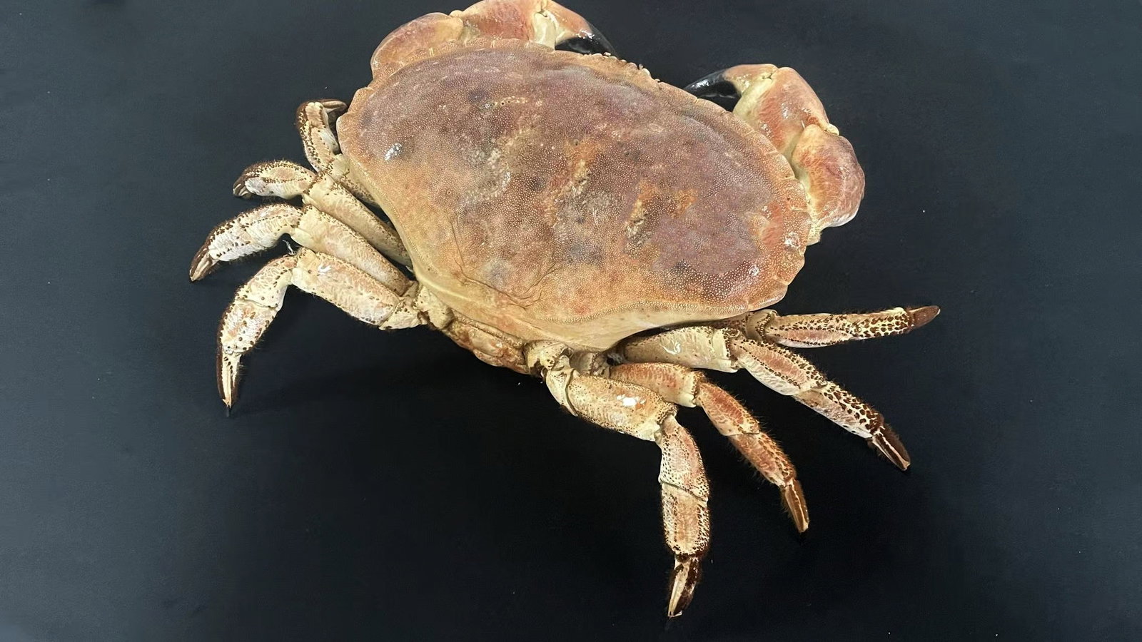 Large Size Cancer Crab Cancer pagurus - 3