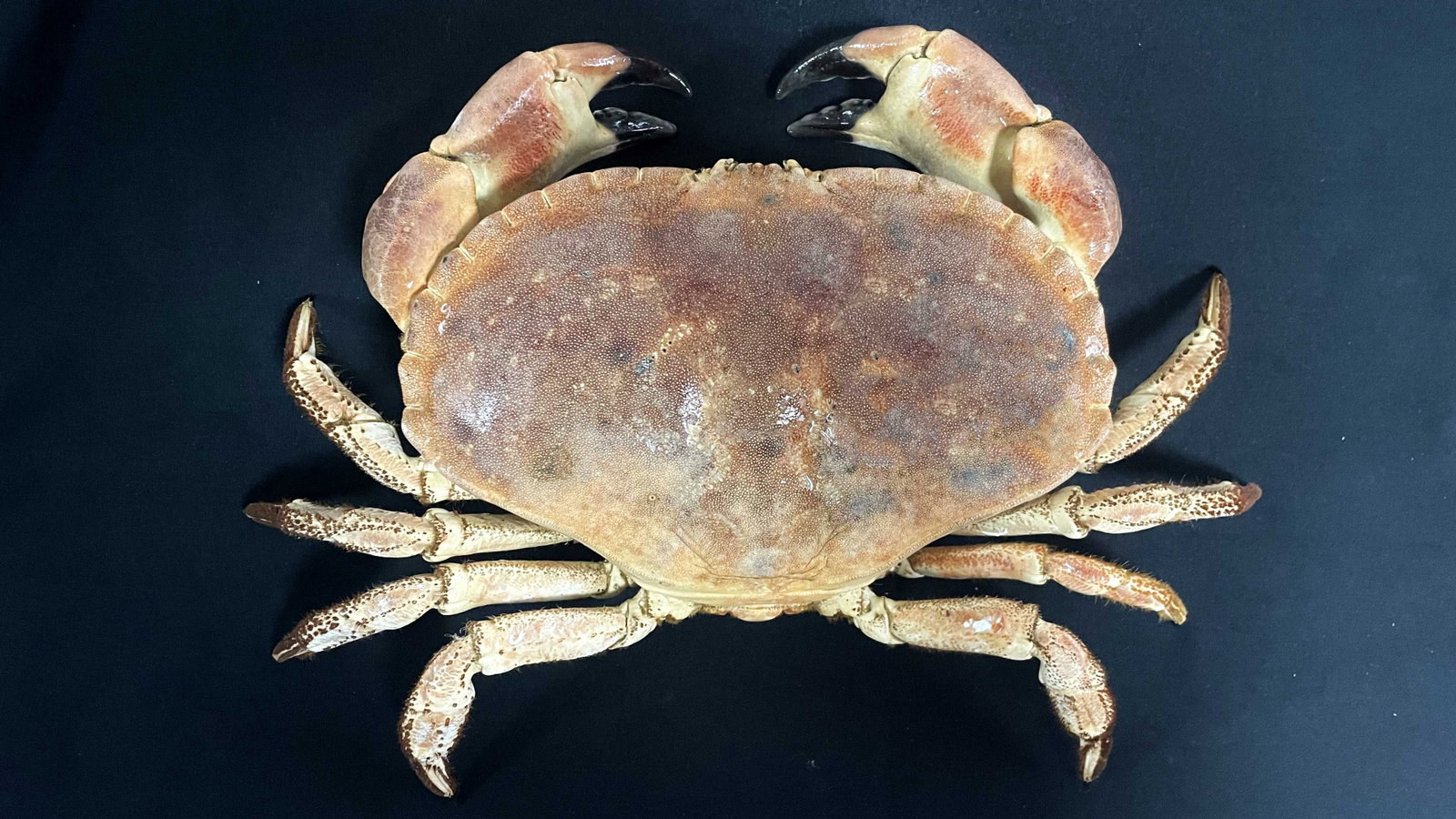 Large Size Cancer Crab Cancer pagurus - 4