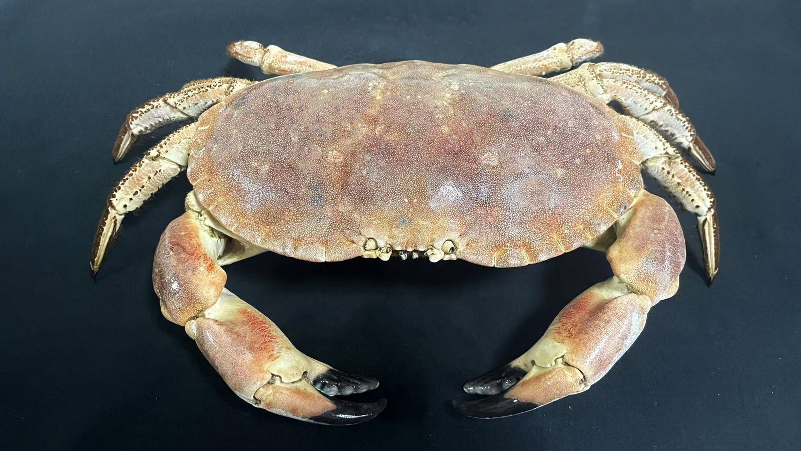 Large Size Cancer Crab Cancer pagurus - 5