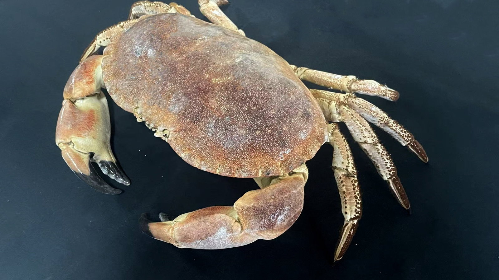 Large Size Cancer Crab Cancer pagurus - 6