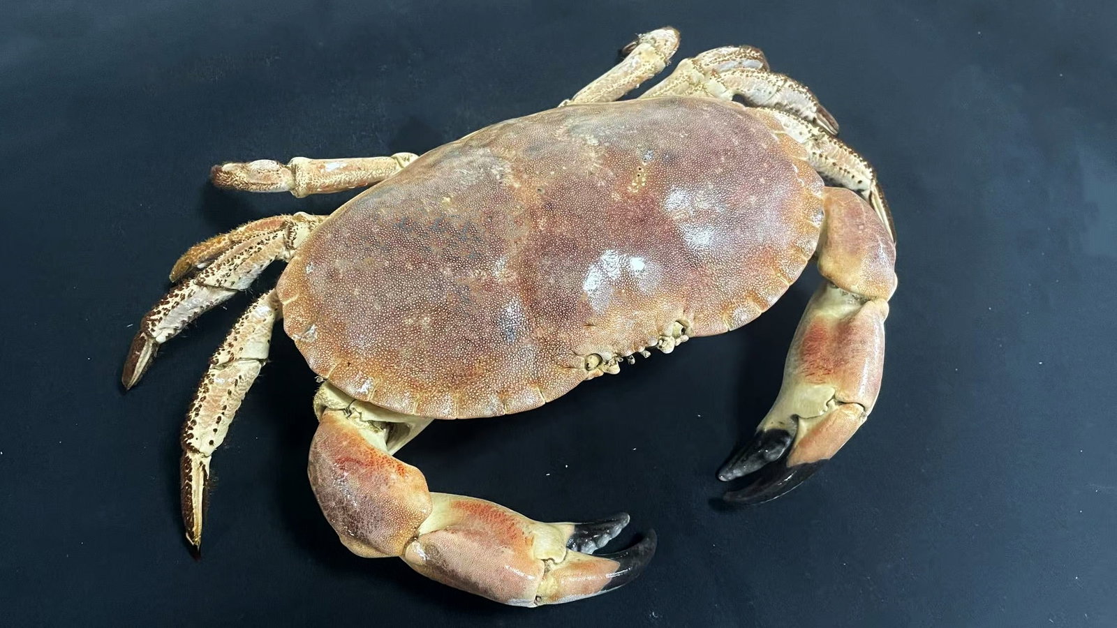 Large Size Cancer Crab Cancer pagurus - 7