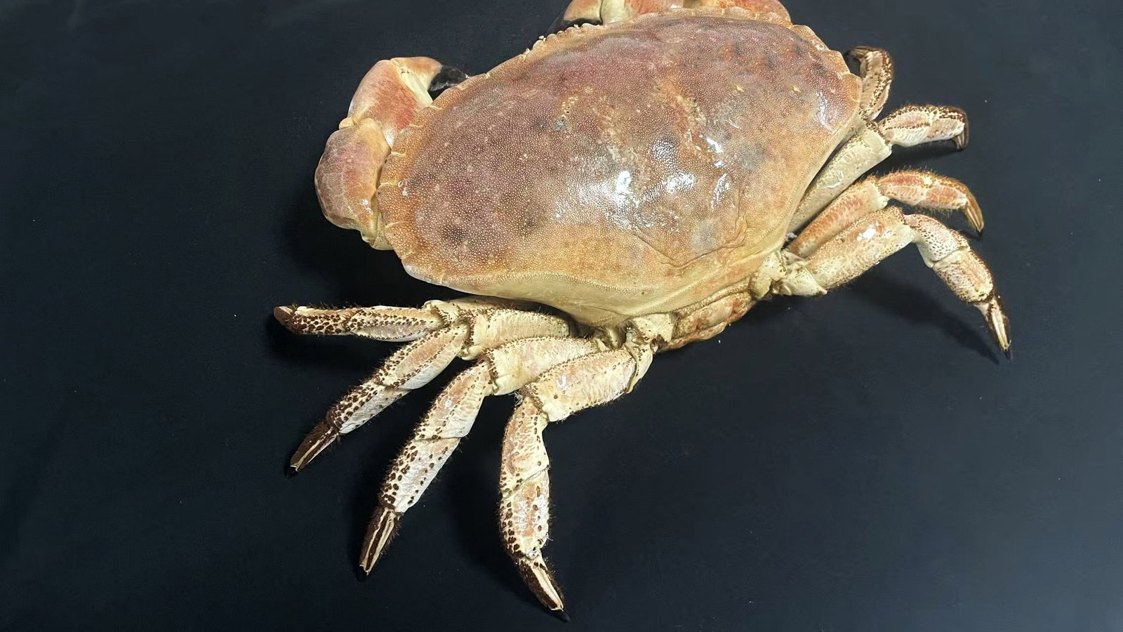Large Size Cancer Crab Cancer pagurus - 8