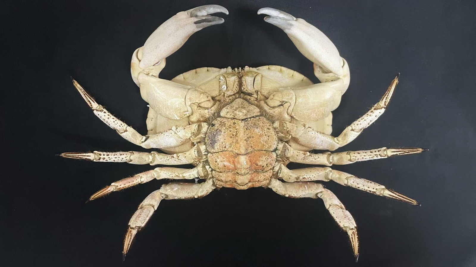 Large Size Cancer Crab Cancer pagurus - 9