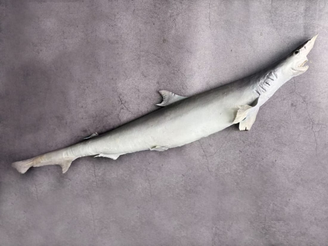 Milk Shark Rhizoprionodon acutus: Title: Milk Shark Rhizoprionodon acutus Description:The milk shark (Rhizoprionodon acutus) is a small, slender requiem shark found in tropical coastal waters of the Indo-Pacific and eastern Atlantic. 