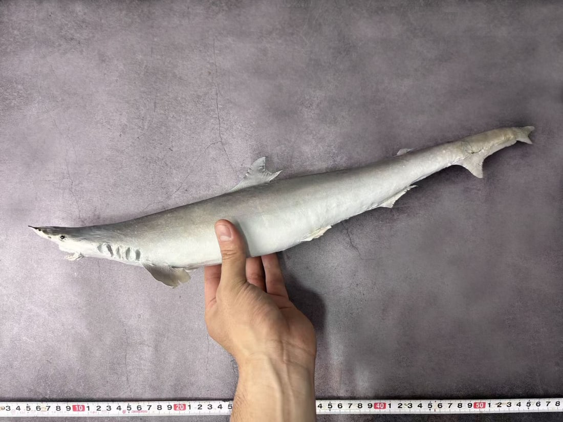 Milk Shark Rhizoprionodon acutus - 2