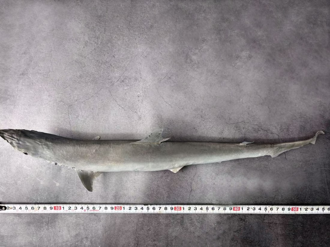 Milk Shark Rhizoprionodon acutus - 3