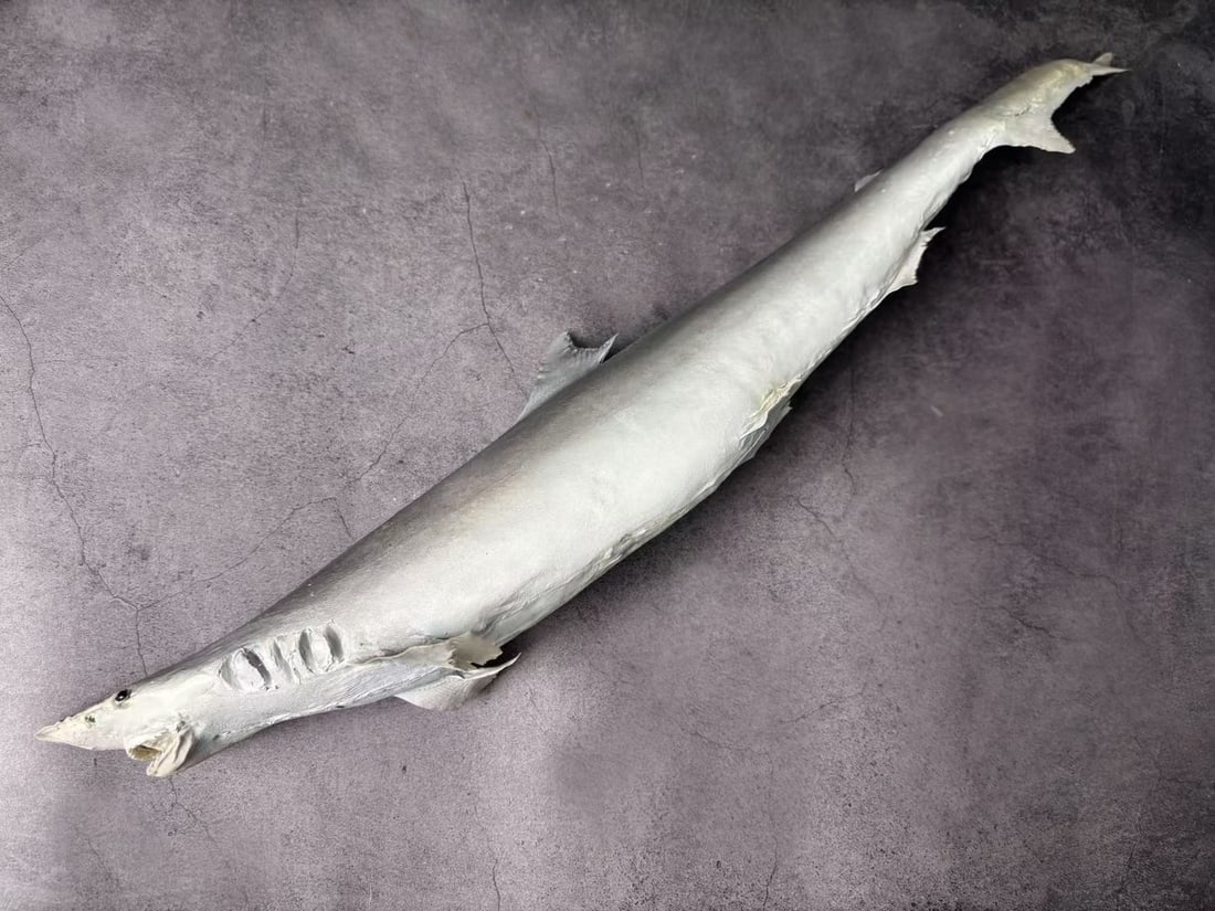 Milk Shark Rhizoprionodon acutus - 4