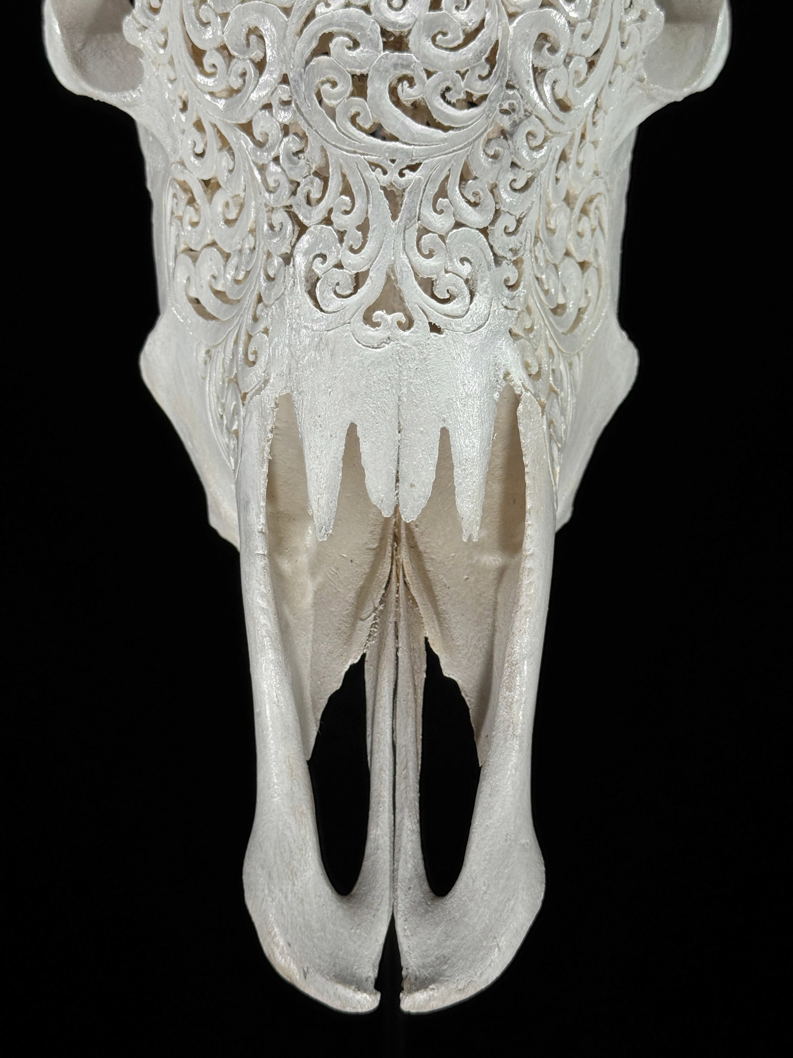 White cow skull with carved horns - Flower mandala motif - 3