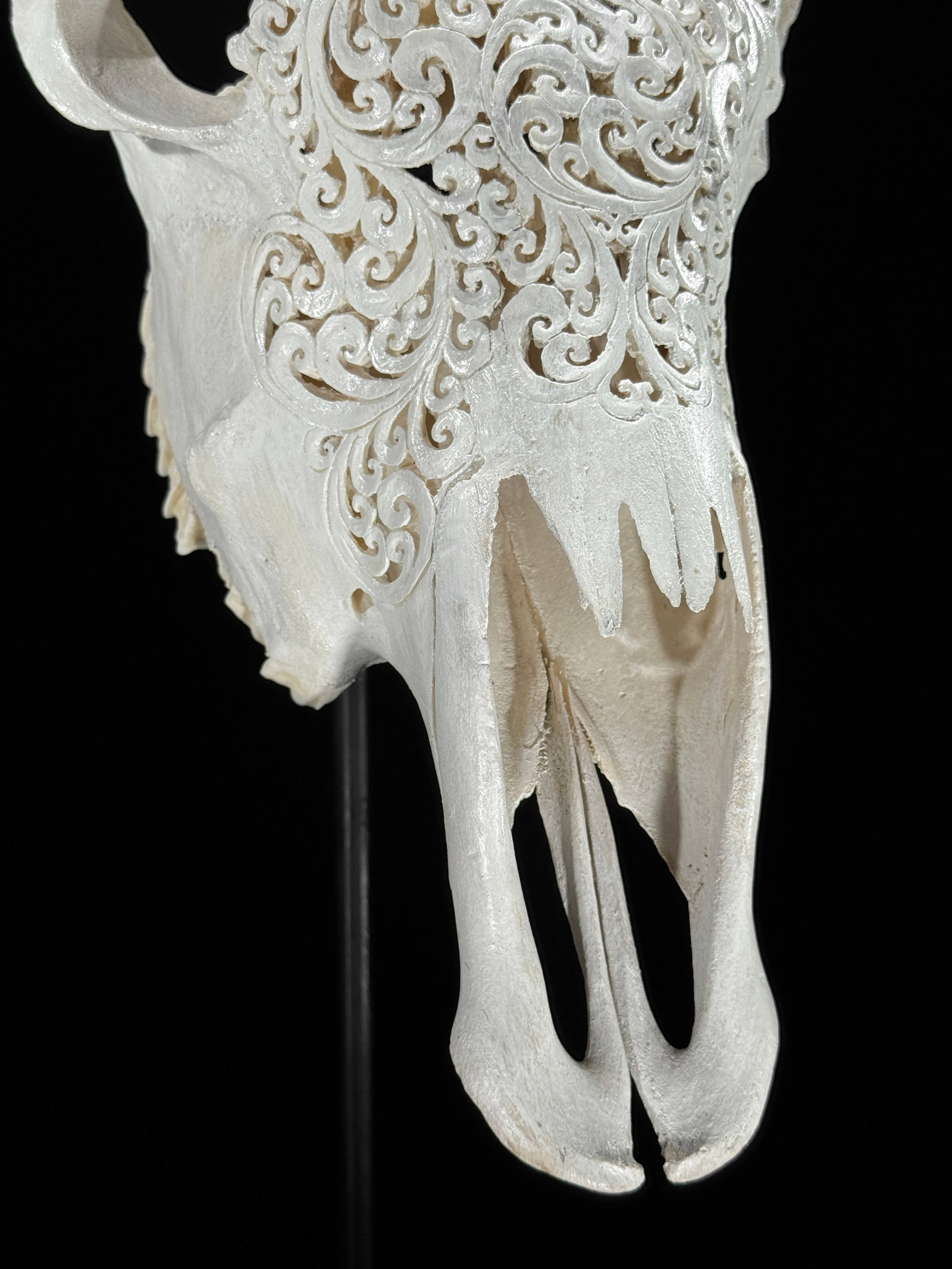 White cow skull with carved horns - Flower mandala motif - 6