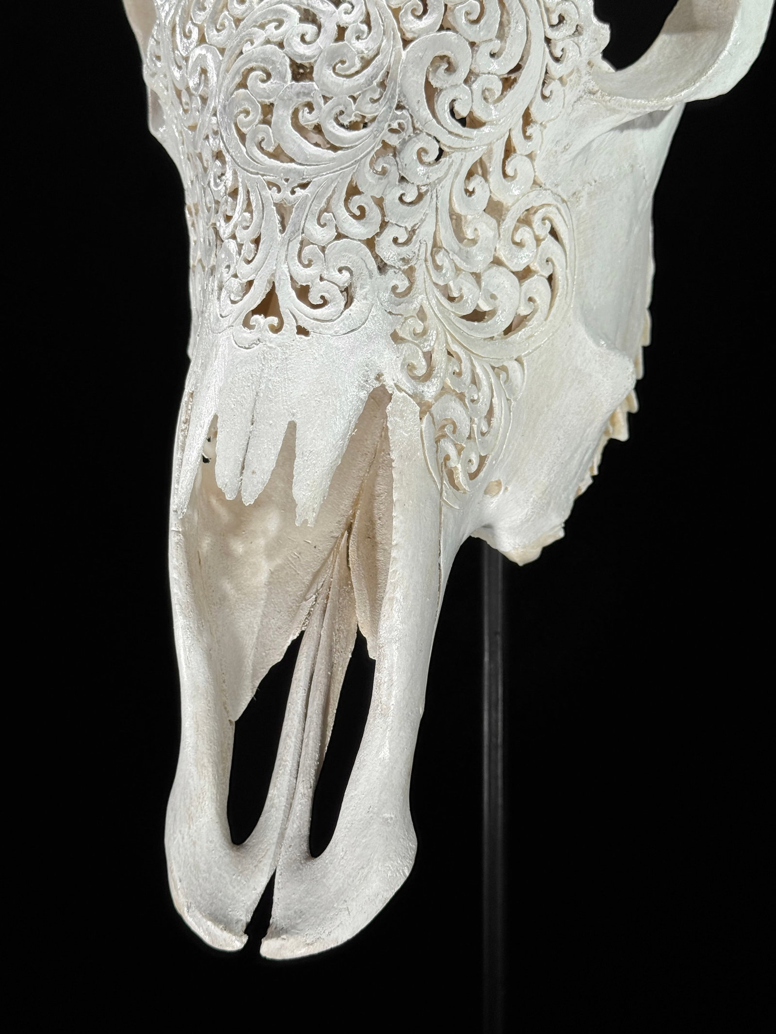 White cow skull with carved horns - Flower mandala motif - 9