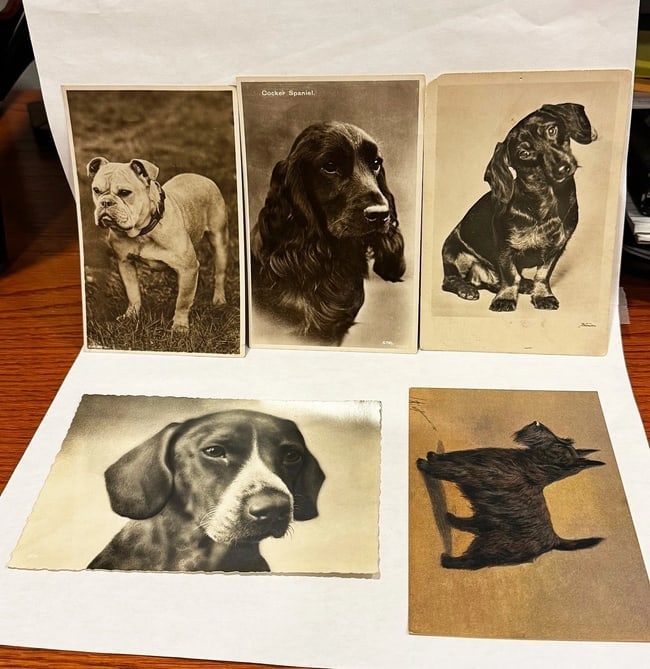 Collection of 17 Real Photo PC Various Breeds - 2