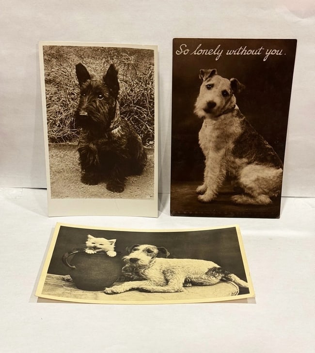 Collection of 17 Real Photo PC Various Breeds - 3