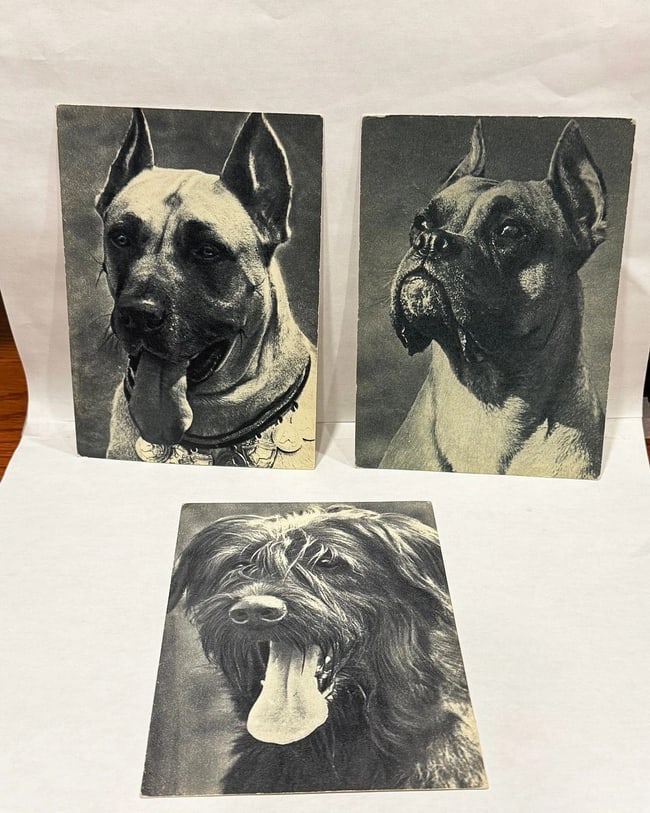 Collection of 17 Real Photo PC Various Breeds - 4
