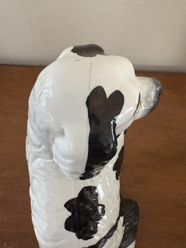 Pr Black & White Staffordshire Spaniel Dogs - 6