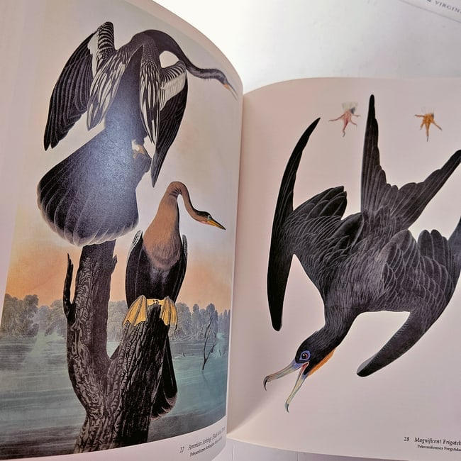 Audubon's Birds of America: Baby Elephant Folio 1981 1st Ed HC DJ - 6